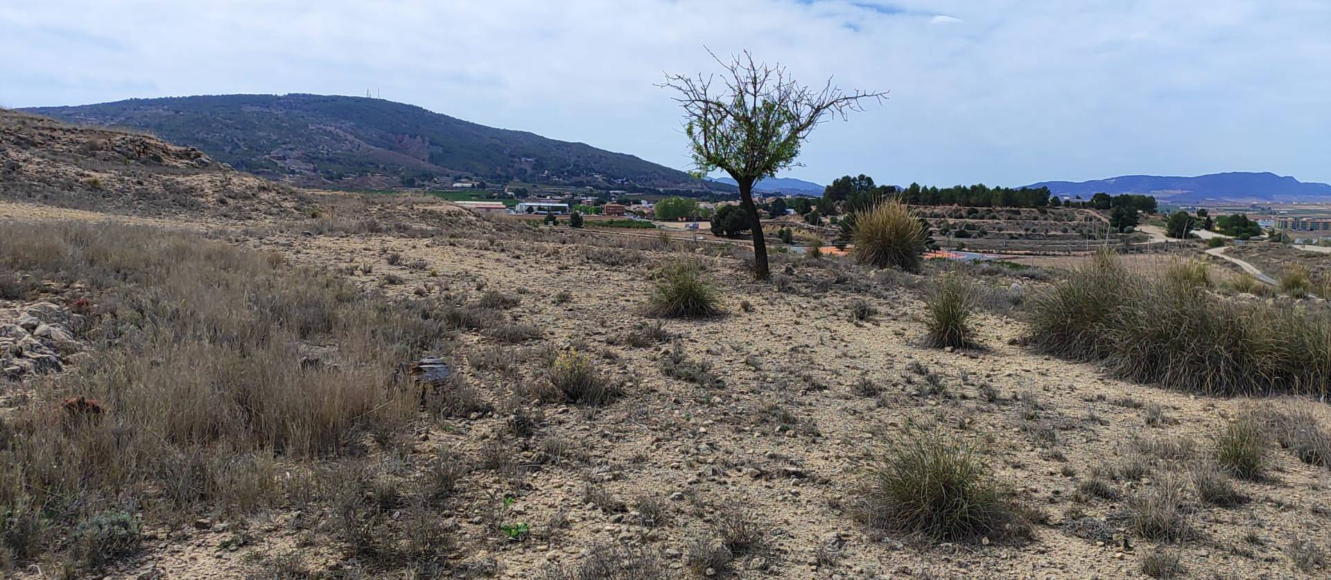 Sale - Land - Pinoso