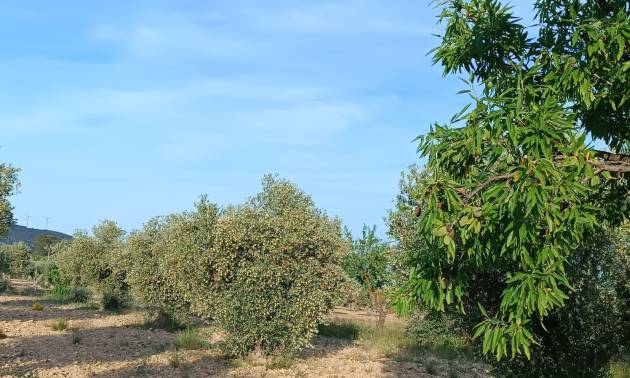 Sale - Country House - Yecla