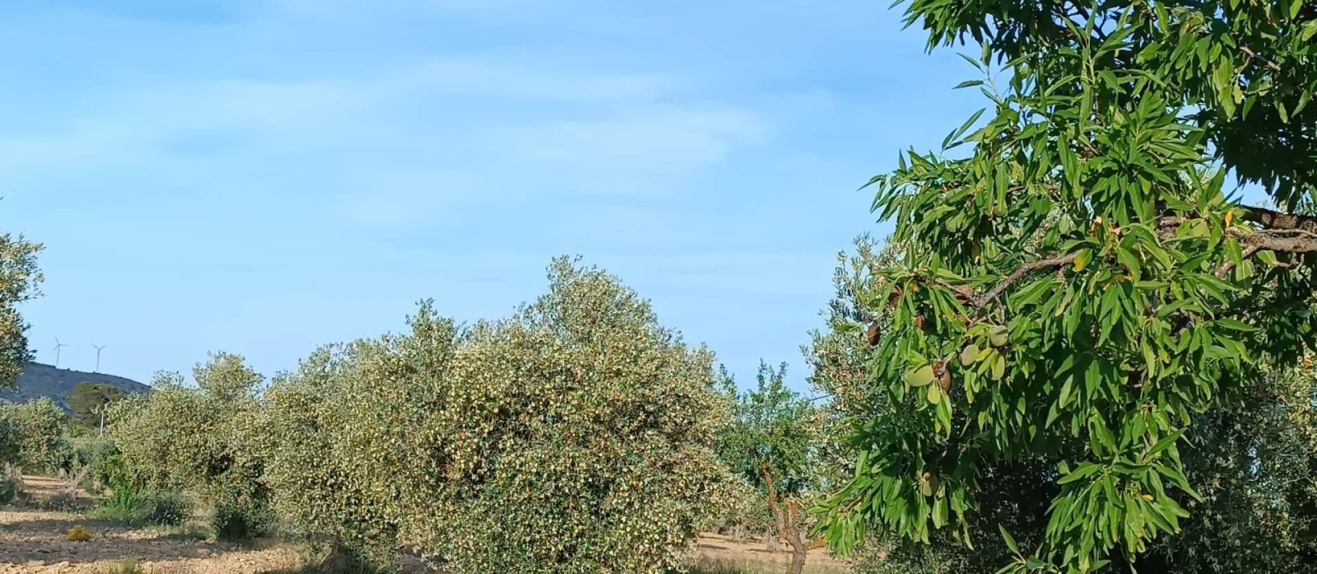 Sale - Country House - Yecla