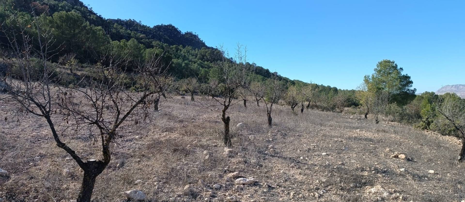 Revente - Country House - Yecla