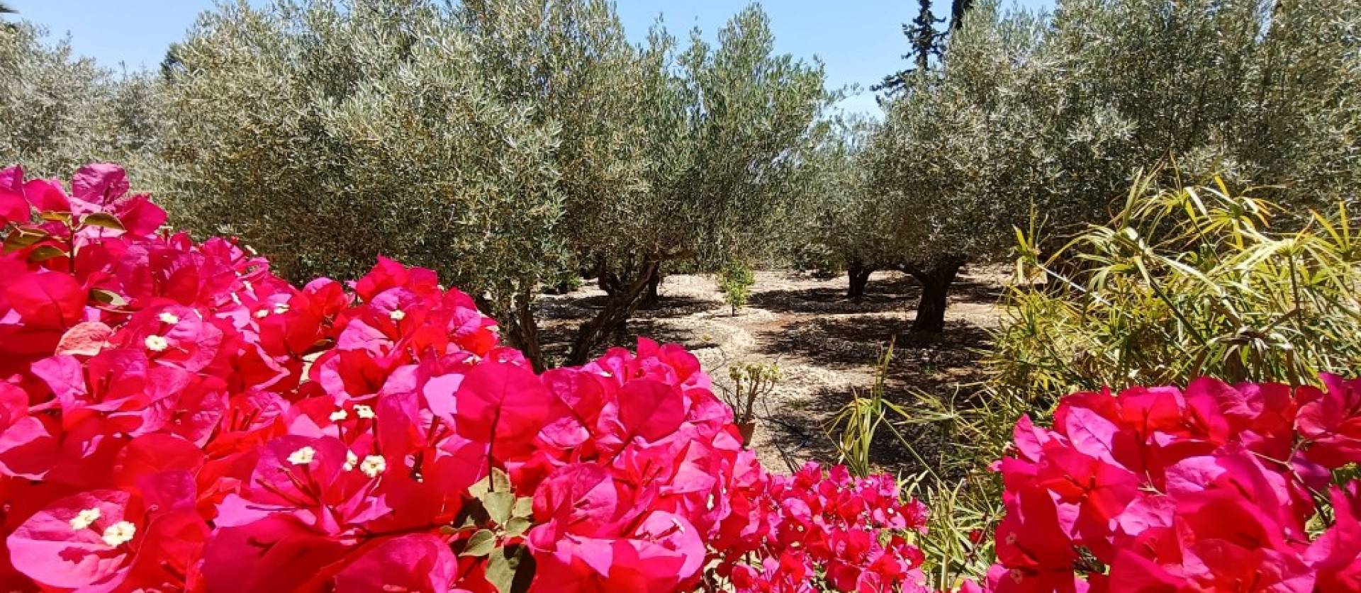 Bestaande woningen - Landelijk huis - Albatera