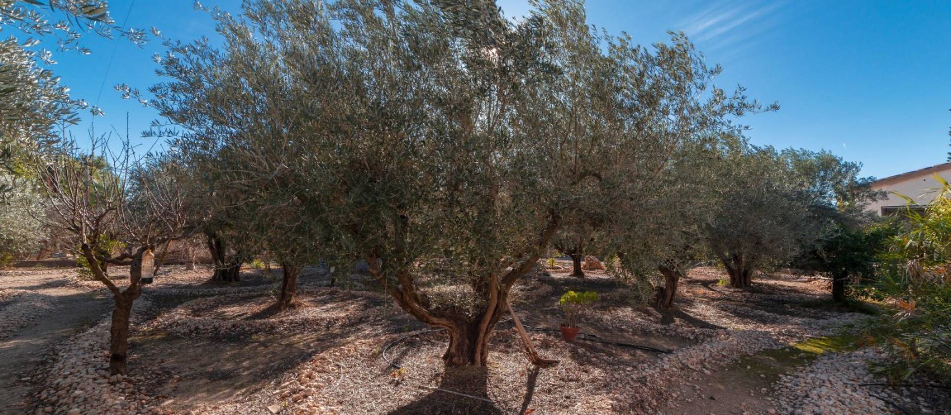 Revente - Country House - Albatera