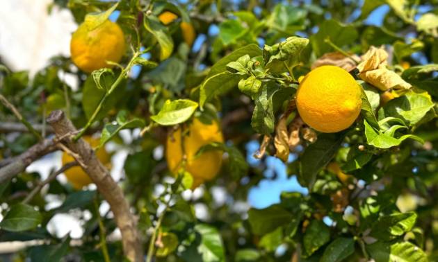 Sale - Villa - Orihuela Costa - Villamartín