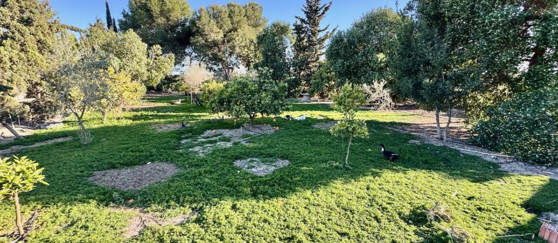 Sale - Country House - Guardamar del Segura